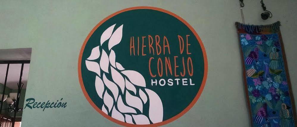 Hierba De Conejo Hostel Oaxaca Bagian luar foto