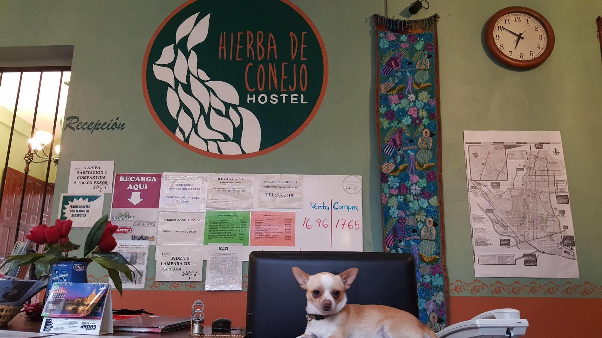 Hierba De Conejo Hostel Oaxaca Bagian luar foto